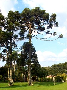 Auracaria angustifolia. Piraquara, Paraná, Brasil photo
