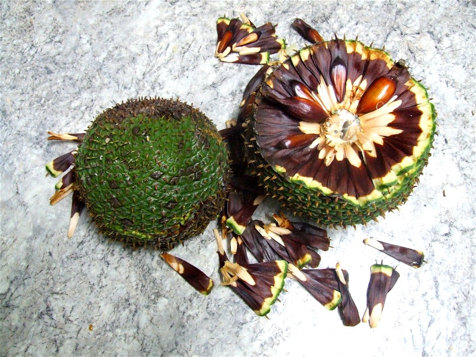 Female strobilus of the species Araucaria angustifolia.