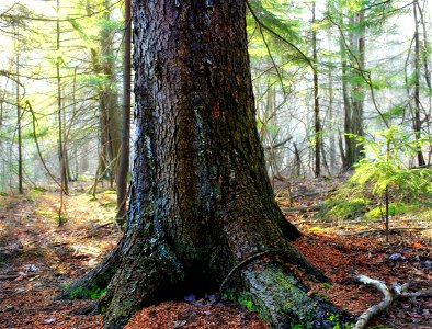 Trunk and exposed roots of a large (possibly old-growth) Red Spruce Picea rubens, Monroe County, within Gouldsboro State Park. In Pennsylvania, Red Spruce grows mostly in the glaciated Allegheny Plate photo