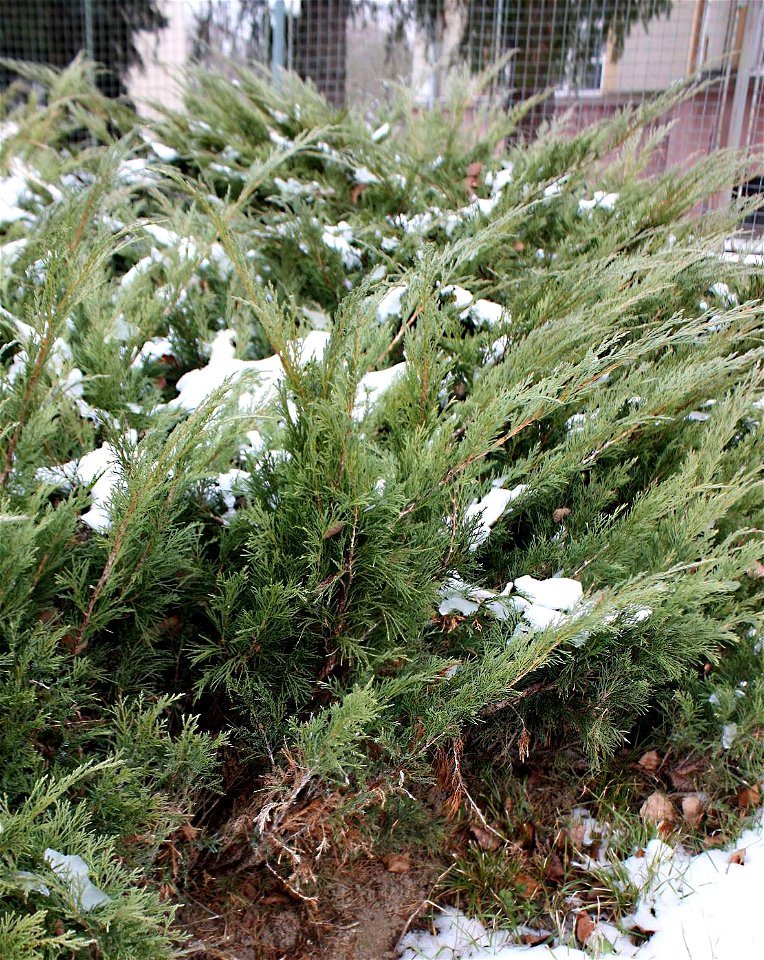 Juniperus sabina