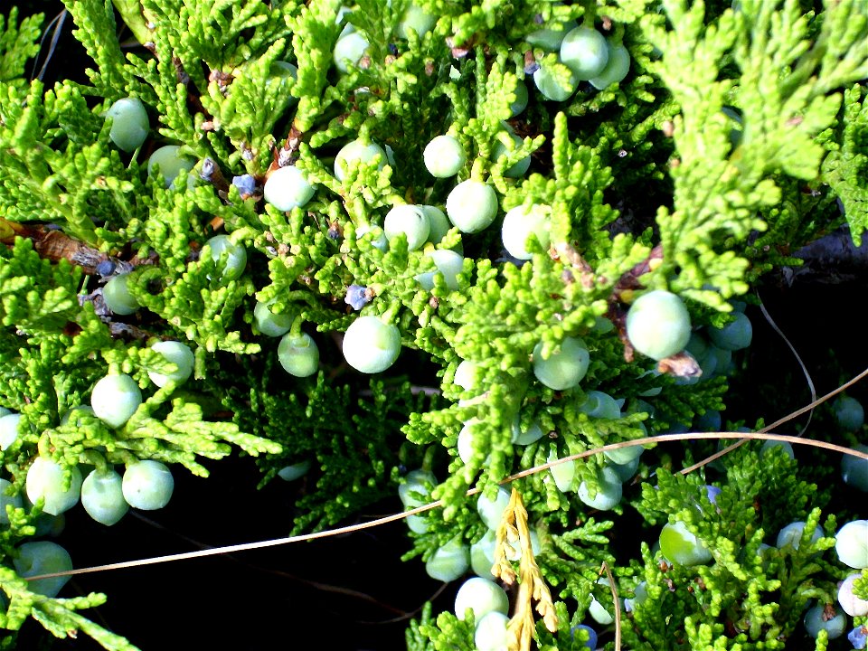 Juniperus sabina creeping variety, fruits and leaves close up, Sierra Nevada, Spain