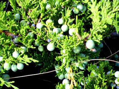Juniperus sabina creeping variety, fruits and leaves close up, Sierra Nevada, Spain