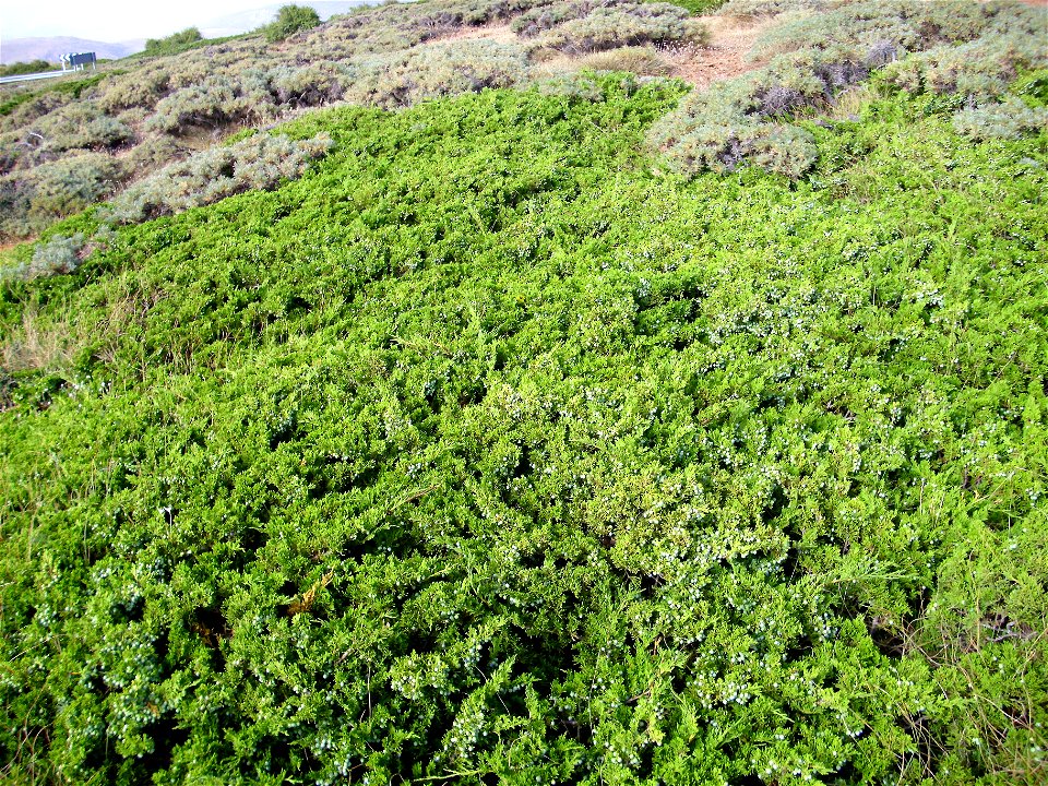 Juniperus sabina creeping variety, habit, Sierra Nevada, Spain