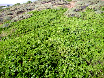 Juniperus sabina creeping variety, habit, Sierra Nevada, Spain