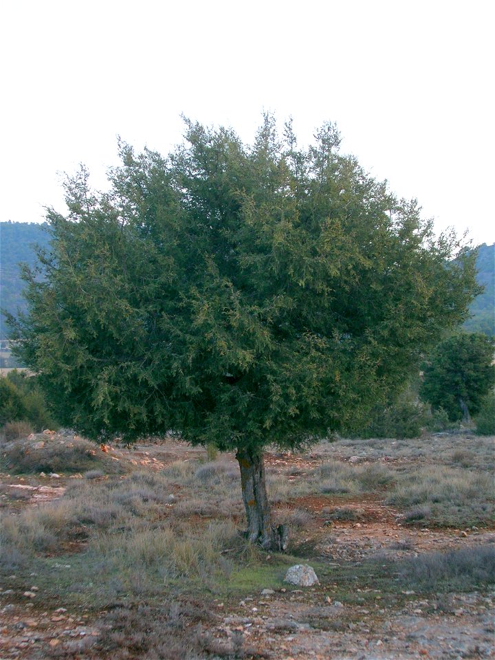 Sabina albar, en las proximidades de El Sabinar, Moratalla, Murcia. Juniperus thurifera L. / Sin.: Juniperus hispanica Lamk.= Juniperus Mill. = Juniperus sabinoides Endl. = Sabina thurifera Ant.