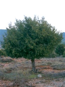 Sabina albar, en las proximidades de El Sabinar, Moratalla, Murcia. Juniperus thurifera L. / Sin.: Juniperus hispanica Lamk.= Juniperus Mill. = Juniperus sabinoides Endl. = Sabina thurifera Ant.