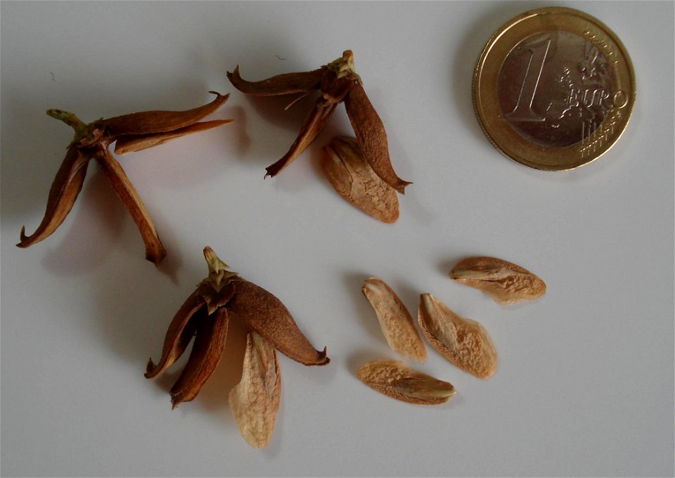 Cones of Calocedrus decurrens.