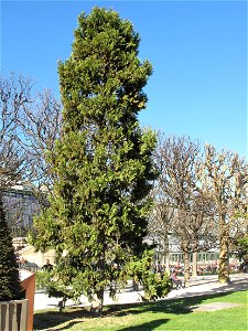 Calocedrus decurrens in the Jardin des Plantes in Paris. Identified by its botanic label. photo