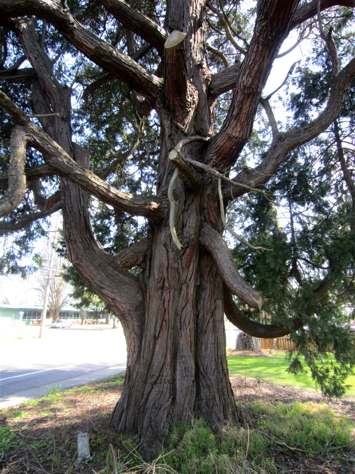 California incense cedar (Calocedrus decurrens) in McMinnville, Oregon, USA