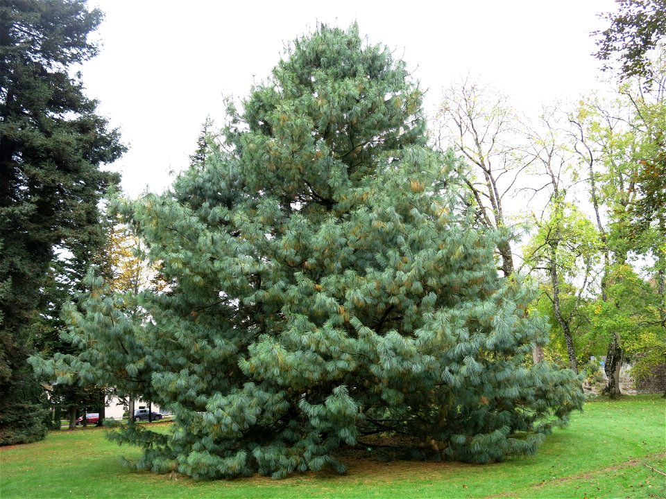 Himalayan pine of the Arboretum of the la Roche-Bagnoles castle (Orne, France).