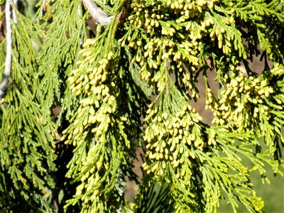 Libocedrus decurrens pollen cones, Parque El Pilar de Ciudad Real, Spain