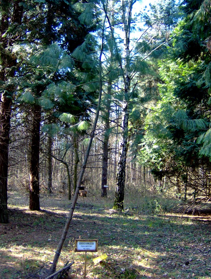Pinus wallichiana  (Pinus griffithii-it was also known by the invalid botanic names "Pinus griffithii" McClelland or "Pinus excelsa" Wall., and was also known as "Pinus chylla" Lodd.), Arborétum Felať