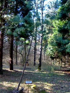 Pinus wallichiana  (Pinus griffithii-it was also known by the invalid botanic names "Pinus griffithii" McClelland or "Pinus excelsa" Wall., and was also known as "Pinus chylla" Lodd.), Arborétum Felať