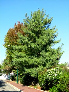 Pinus of Wallis (or Himalaya pine) near the lock of Vaires-sur-Marne (Seine-et-Marne, France).