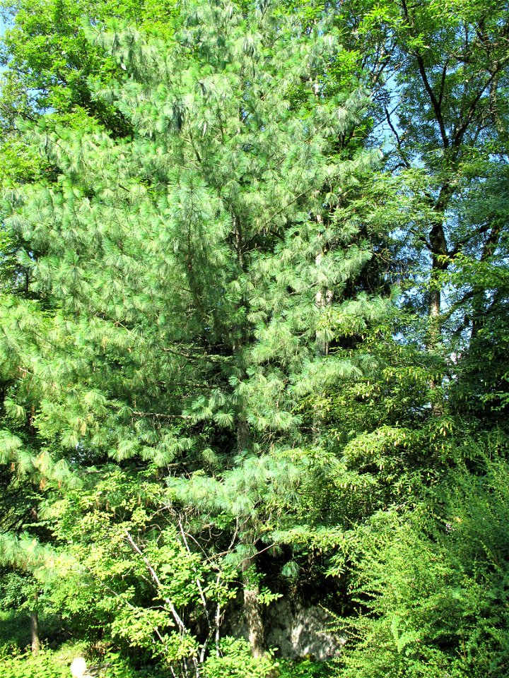 Blue Pine Pinus wallichiana in the botanical garden of la Jaÿsinia in Samoëns (Haute-Savoie, France). Identified by its botanic label.