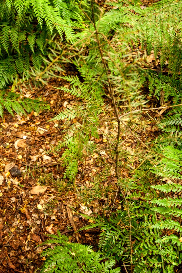 Podocarpus totara