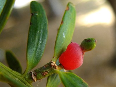 Receptacle and seed of Tōtara, Podocarpus totara, Auckland, New Zealand