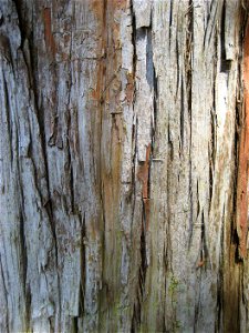 bark of Tōtara, Podocarpus totara, Auckland, New Zealand
