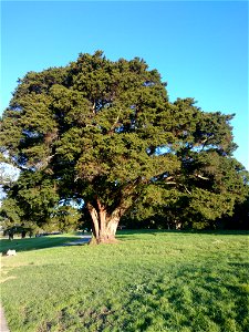 Podocarpus totara, cultivated, Auckland Botanic Gardens.