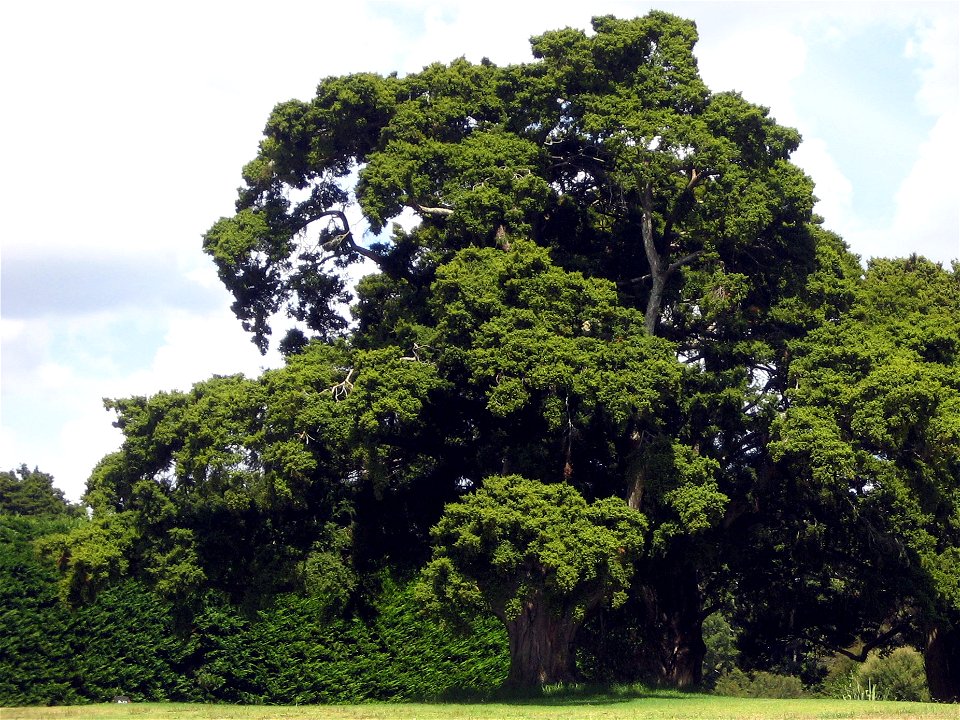 Tōtara, Podocarpus totara, Auckland, New Zealand