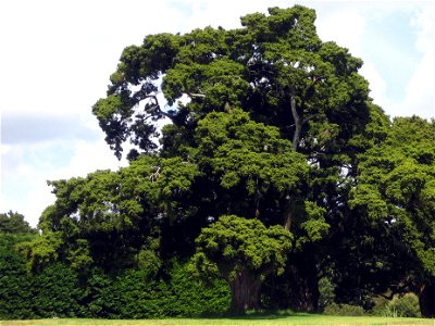 Tōtara, Podocarpus totara, Auckland, New Zealand photo