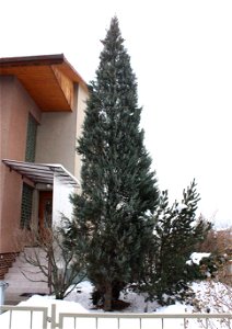 Juniperus scopulorum 'Skyrocket' photo