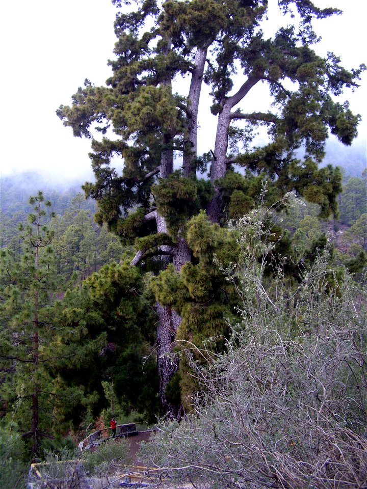 Huge Canary Island Pine (Pinus canariensis) near town of Vilaflor.