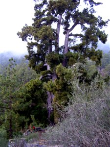 Huge Canary Island Pine (Pinus canariensis) near town of Vilaflor.