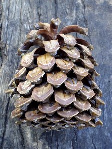 Canary Island pine (Pinus canariensis) open seed cone.