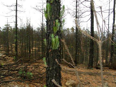 Kanarische Kiefer kurz nach einem Waldbrand – neue Triebe