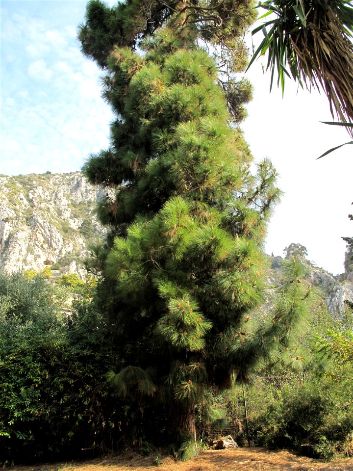 Pinus canariensis in the garden of the villa Maria Serena in Menton (Alpes-Maritimes, France). Identified by botanic label.