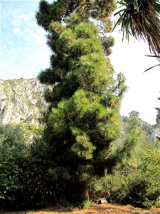 Pinus canariensis in the garden of the villa Maria Serena in Menton (Alpes-Maritimes, France). Identified by botanic label.