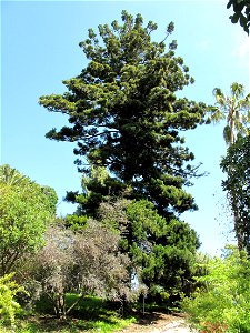 Pinus canariensis in the gardens of the villa Hanbury (Ventimiglia, Italy).