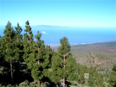 Tipical trees species