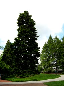 A picture of a mature Abies nordmanniana. photo