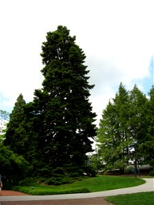A picture of a mature Abies nordmanniana.