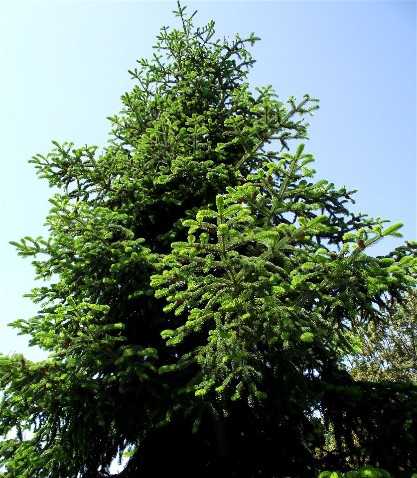 Abies nordmanniana ssp. equi-trojani in the UC Botanical Garden, Berkeley, California, USA. Identified by sign.