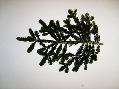 Image title: Fir branch
Image from Public domain images website, http://www.public-domain-image.com/full-image/textures-and-patterns-public-domain-images-pictures/leaves-plants-patterns-textures/fir-b