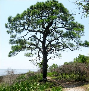 Pinus elliottii at St. Joseph Peninsula State Park, Gulf County, Florida.