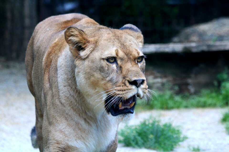 Predator feline zoo
