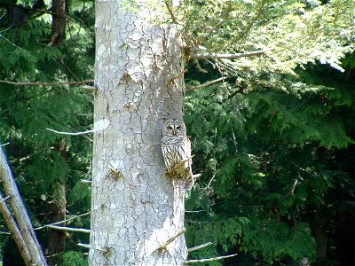 Barred Owl Strix varia perched on a Grand Fir Abies grandis on Mayne Island, British Columbia (Canada)