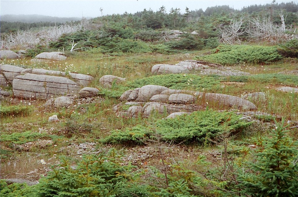West coast of Newfoundland including Port au Port penensula, to Port aux Chois and Long Range Mountains. Stephenville and Corner Brook. Map location from google earth, approximate.
