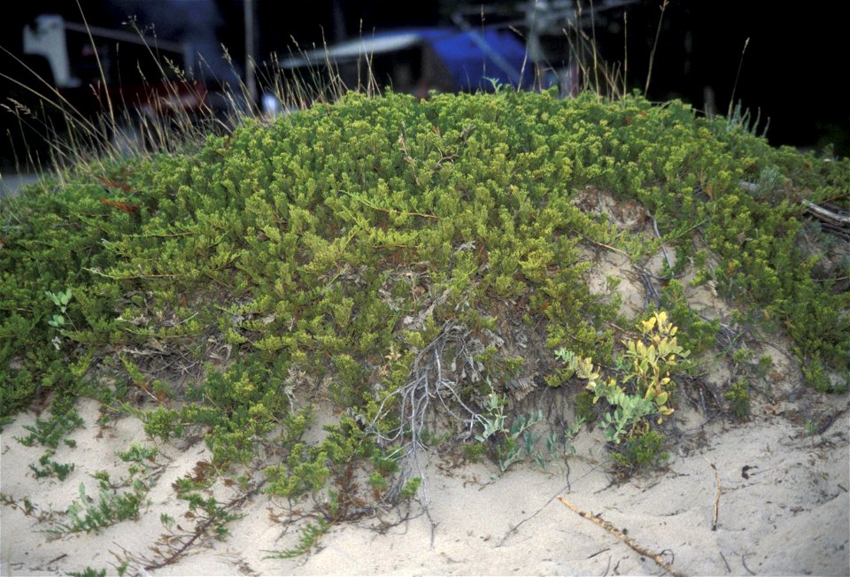 Juniperus horizontalis, Pancake Bay PP