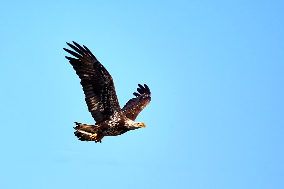 Predator flight bif