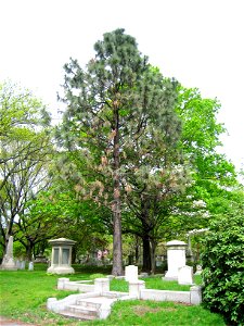 Pinus jeffreyi - specimen in Mount Auburn Cemetery, Cambridge, Massachusetts, USA.
