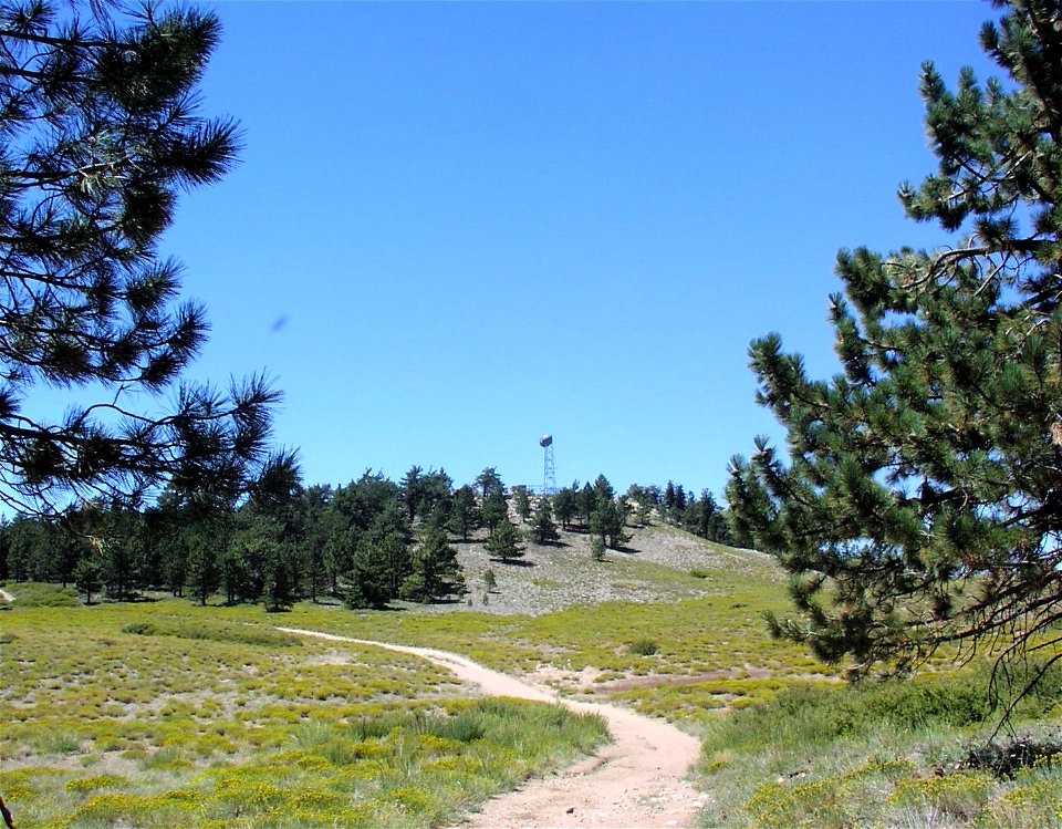 Summit of Mount Pinos, taken from the southwest of the peak.
Pinus jeffreyi ( Jeffrey Pine) trees along hiking trail in foreground.
