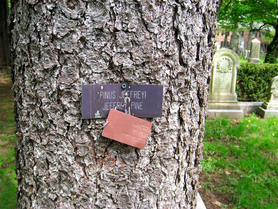Pinus jeffreyi - specimen in Mount Auburn Cemetery, Cambridge, Massachusetts, USA.