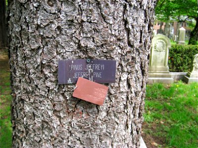 Pinus jeffreyi - specimen in Mount Auburn Cemetery, Cambridge, Massachusetts, USA.