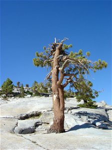 Jeffrey Pine, Pinus jeffreyi, in Yosemite National Park at Olmsted Point.