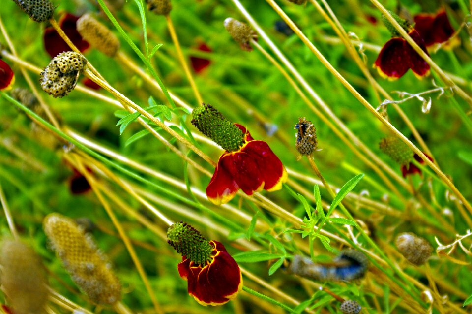 Nature blossom garden